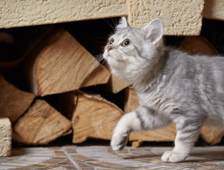 Kitten walking near firewood in a Magog home