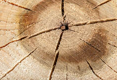 Extrémité d'une bûche qui est fendillée. Ce qui démontre que le bois est sec. La photo a été prise à Magog.